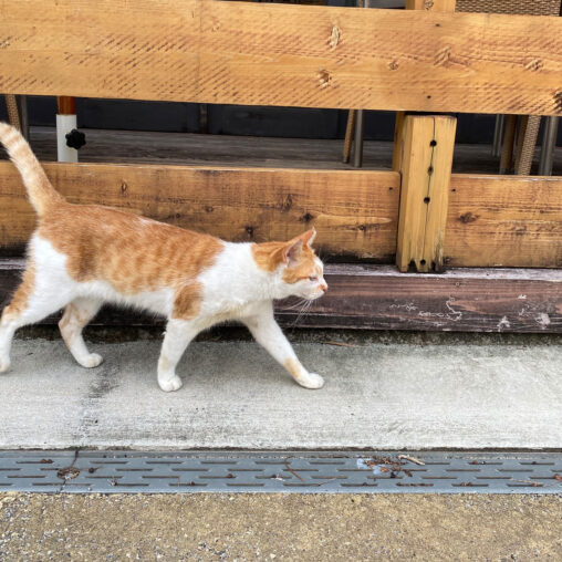 近所のねこ